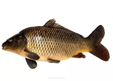 Karp patroszony z głową Świeża Ryba